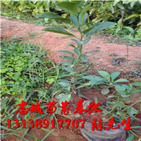 香水柠檬苗