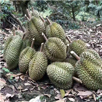 广东榴莲苗