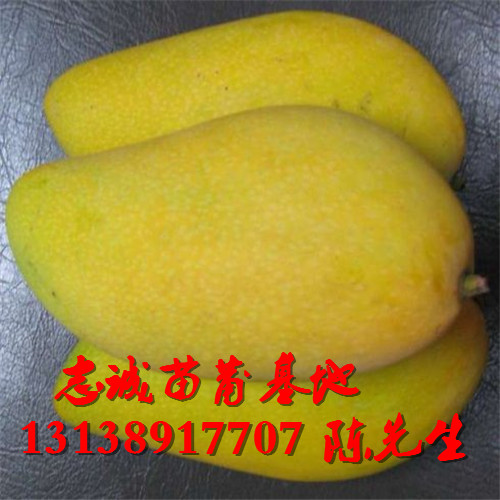 云南芒果苗￥芒果苗基地直销 
