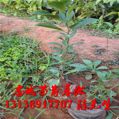 香水柠檬苗