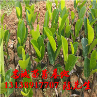 马来西亚一号菠萝蜜苗基地 