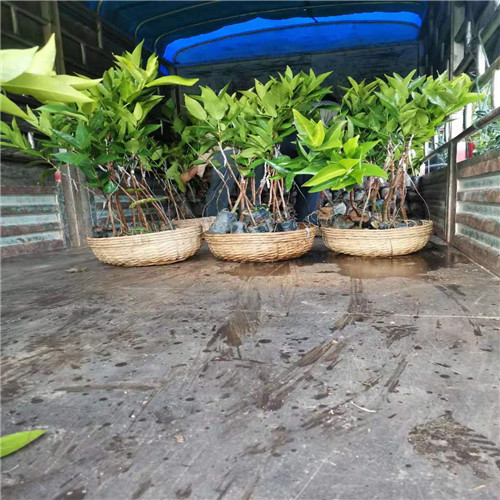 海口莲雾苗价格