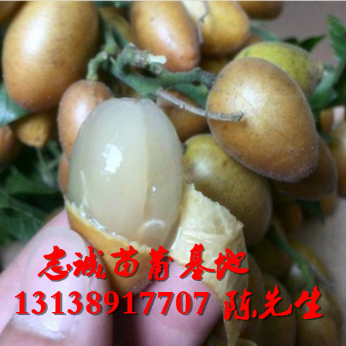海南黄皮苗，海南无核黄皮苗，海南鸡心黄皮苗 