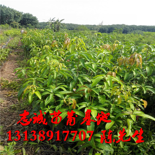 海南芒果苗基地，海南芒果苗，海南果苗批发