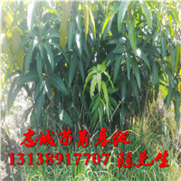 芒果苗批发价格#哪里的芒果苗**？ 