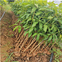 海南芒果苗a海口芒果苗