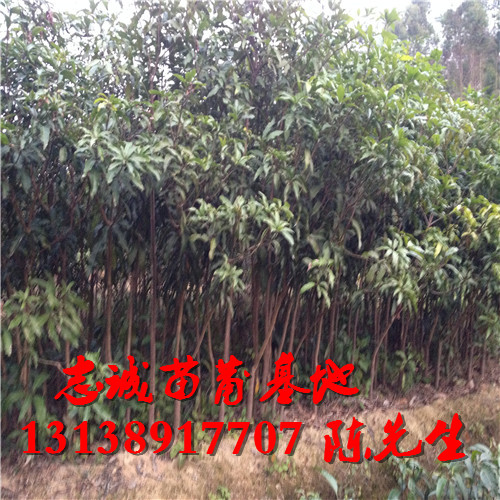 广东台农芒果苗，广东芒果苗，广东果苗