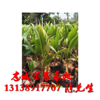 海口椰子苗批发，海口椰子苗，销售椰子苗