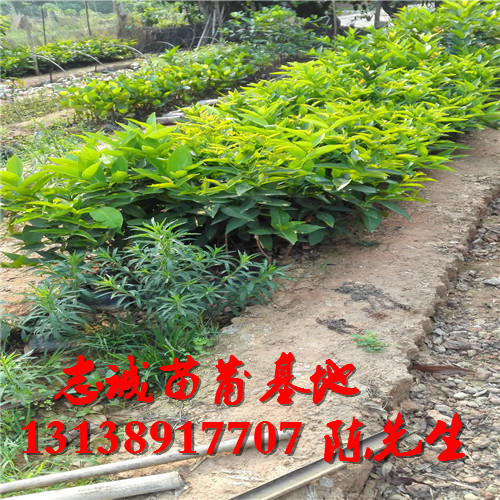 莲雾(黑金刚)品种，海南莲雾苗，海口莲雾苗 