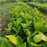马来西亚1号菠萝蜜苗 