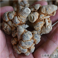 云南文山20头三七价格多少钱一斤 