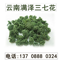 云南文山三七花鉴别，云南三七花详情页 