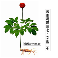 云南三七药材，云南三七价格，文山三七批发 