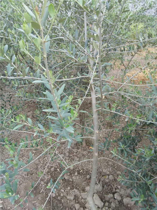 陇南油橄榄