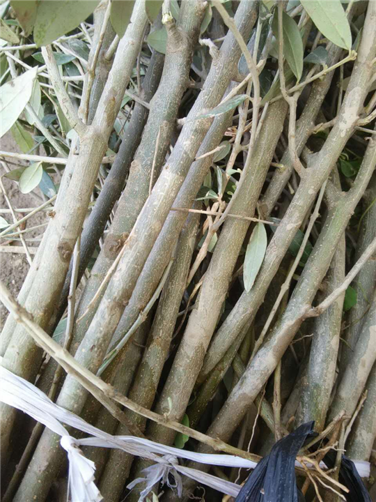 陇南油橄榄