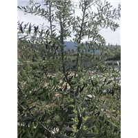 甘肃油橄榄树苗 