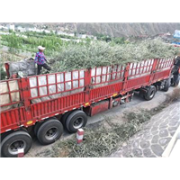 甘肃油橄榄苗装车 