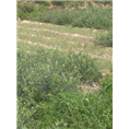 甘肃油橄榄￥￥油橄榄苗木基地 