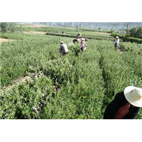 武都油橄榄苗木基地 