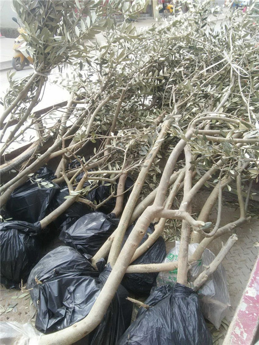 甘肃油橄榄树