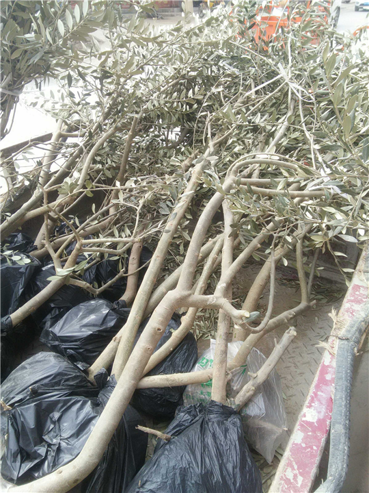 陇南油橄榄