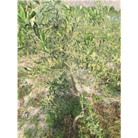 陇南油橄榄
