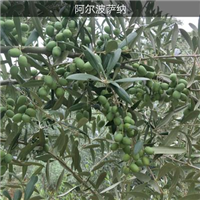 阿尔波萨纳油橄榄苗 