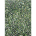 甘肃油橄榄￥￥油橄榄苗木 