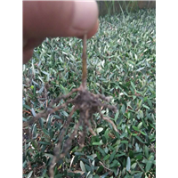 陇南油橄榄