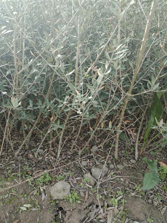 油橄榄苗&油橄榄油 