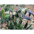 开花油橄榄￥￥油橄榄苗木 