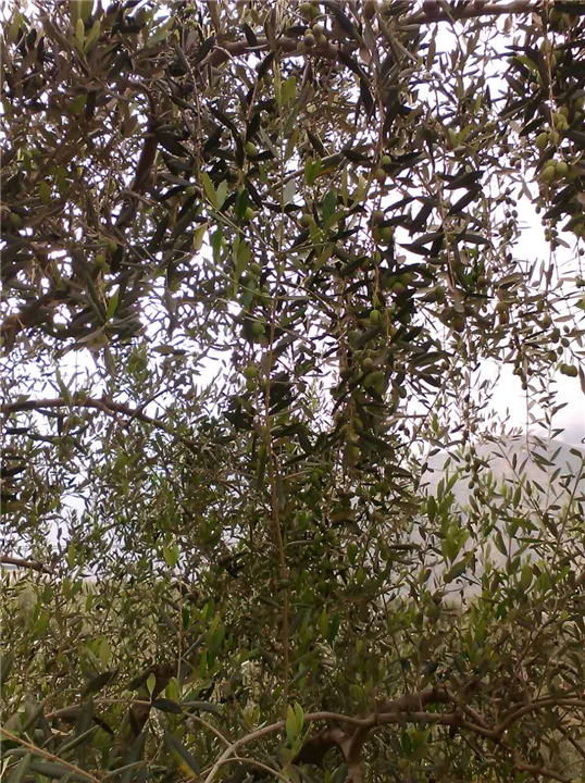 陇南油橄榄
