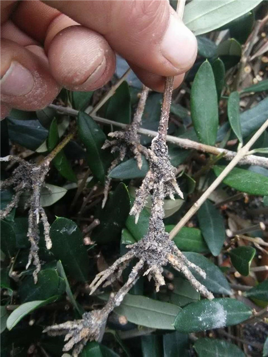 甘肃油橄榄苗根系发达
