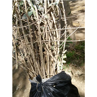 陇南油橄榄