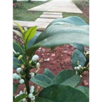 大理造林队