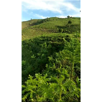 云南沙树种植┆云南沙松种植