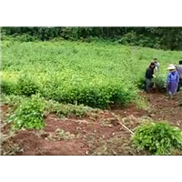 普洱造林队┆普洱哪里有种植沙松