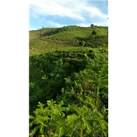 云南沙松种植价格┆西双版纳杉树种植