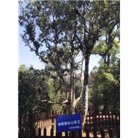 云南古茶树修剪管护找哪家好 