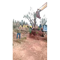 云南山林管理植树造林
