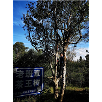 云南古茶树管理 