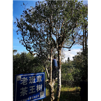 古茶树管理 