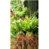 云南哪里有种植沙松