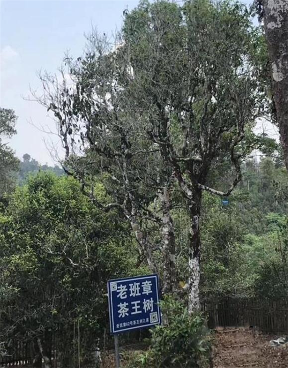 老班章古茶树修剪维护 