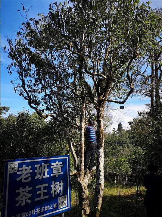古茶树管理 