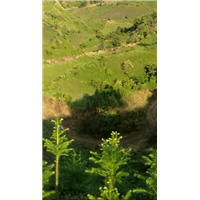 云南沙松种植多少钱一亩