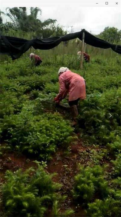 德宏州造林队┆德宏州种植沙松电话