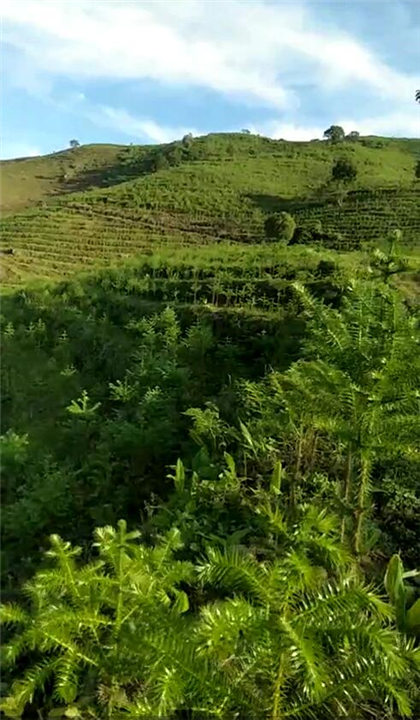 云南沙松种植价格┆西双版纳杉树种植