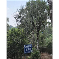 老班章古茶树修剪维护 