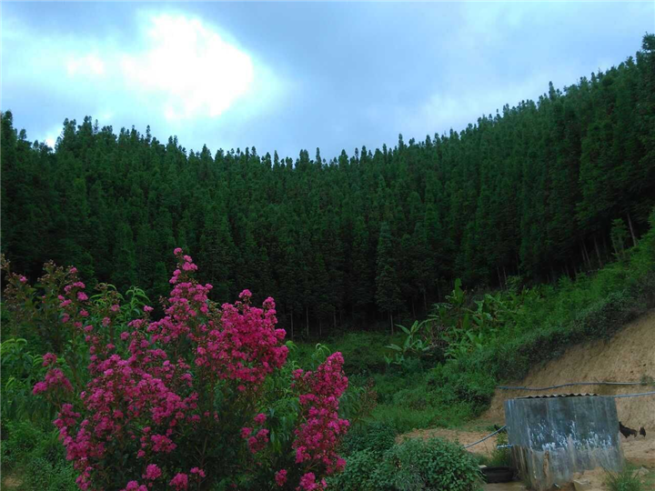 沙树林
